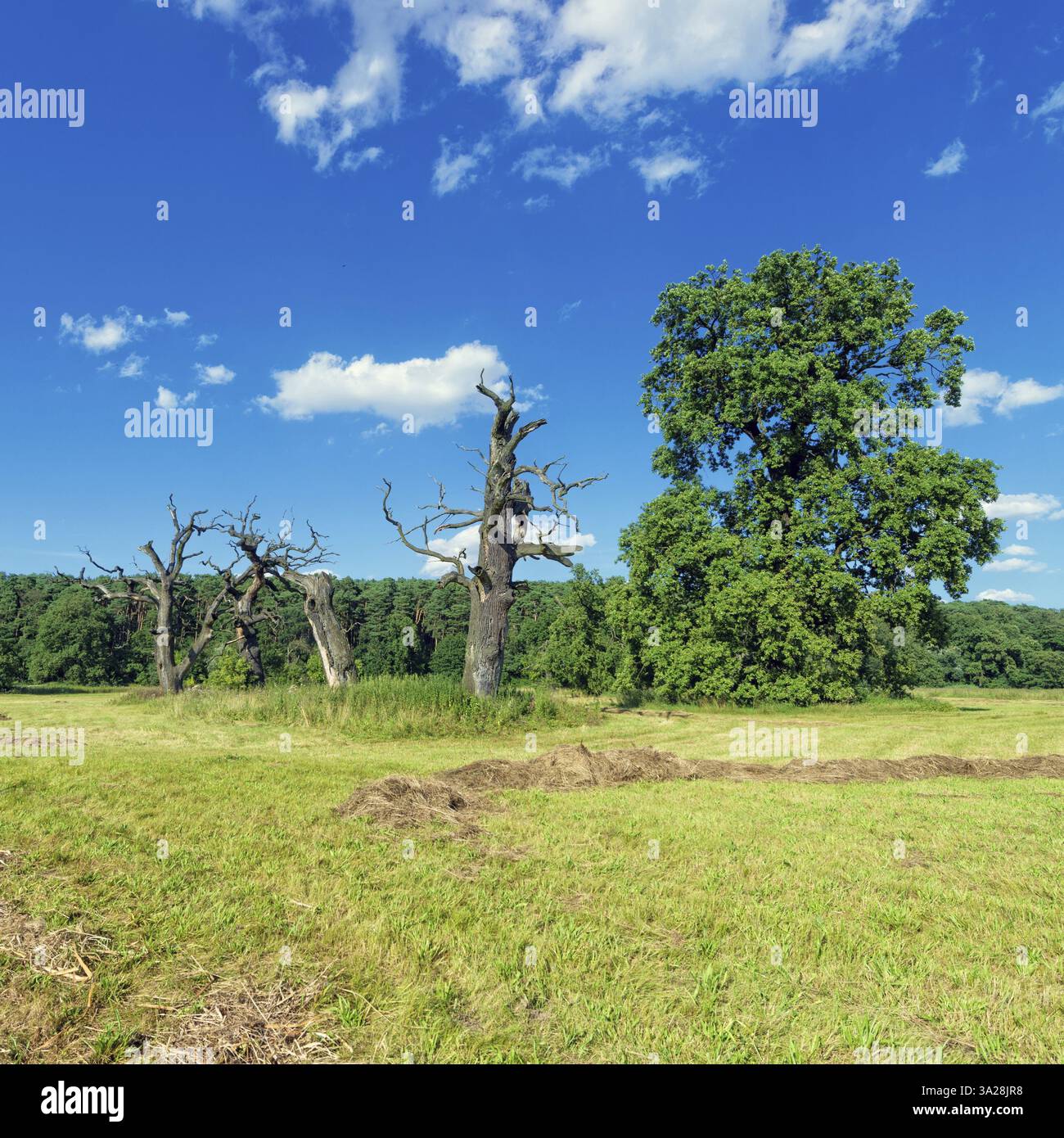 Die alten Eichen Stockfoto