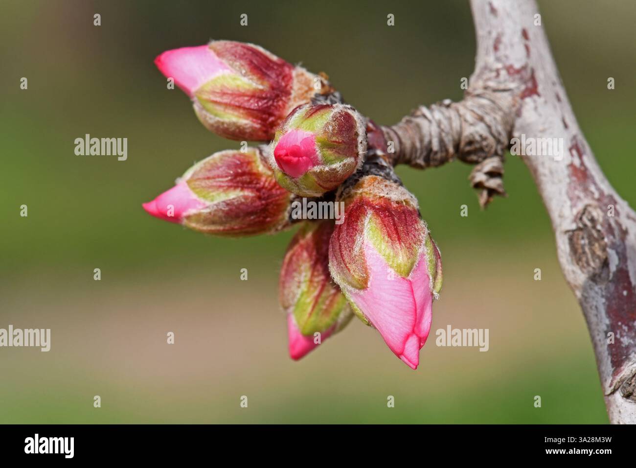 Nahaufnahme eines blühenden Mandelbaums mit rosa Blütenknospen Stockfoto