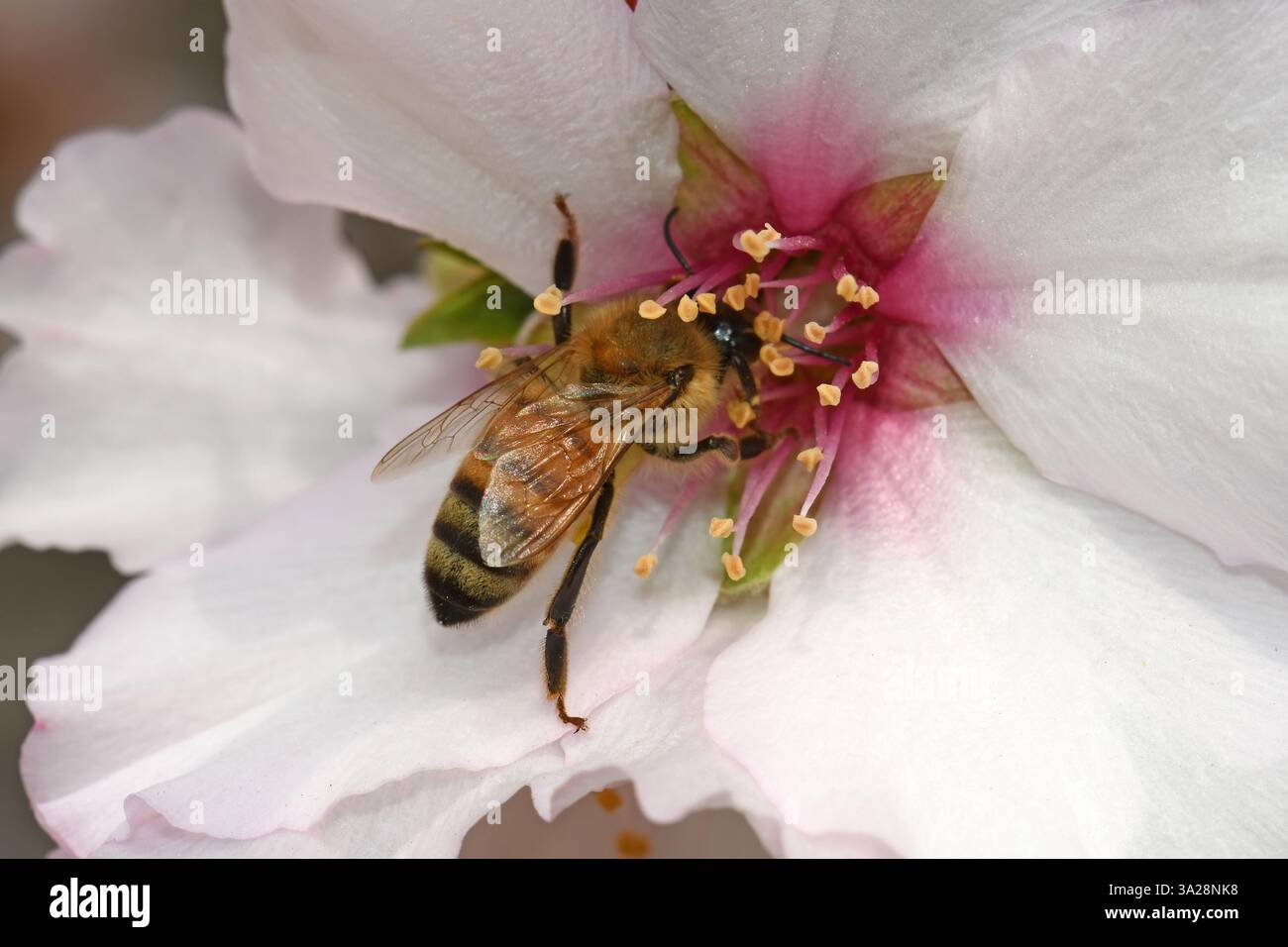 Bienenbestäubung Mandelblume Stockfoto