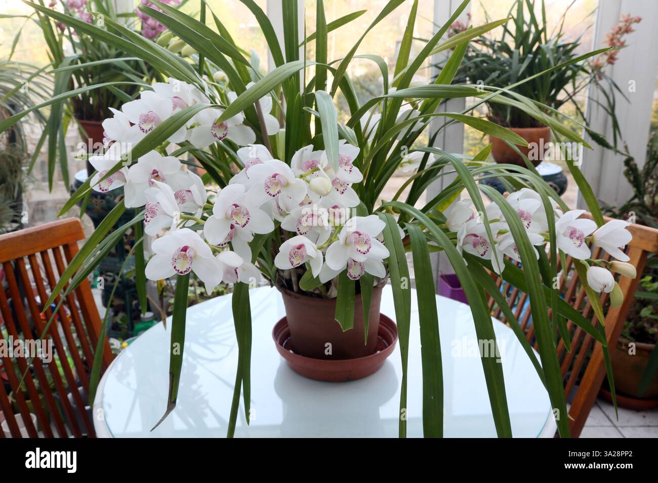 Weiße Cymbidium-Orchidee in einem Konservatorium in Surrey England Stockfoto