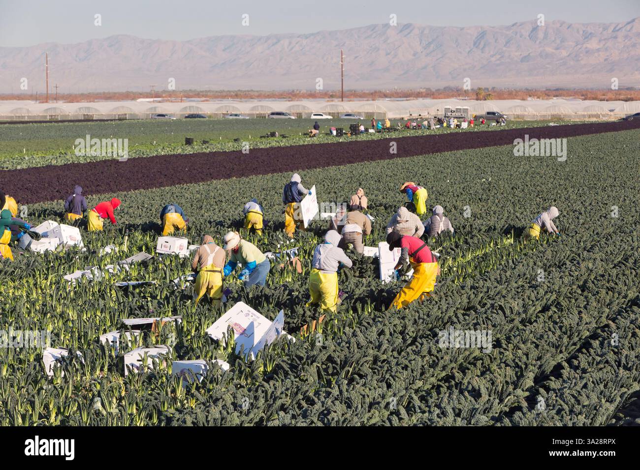 Hispanische Arbeiter ernten Bio-Lacinato-Grünkohl 'Brassica oleracea var. Acephala cv.' grünes Blattgemüse. Stockfoto