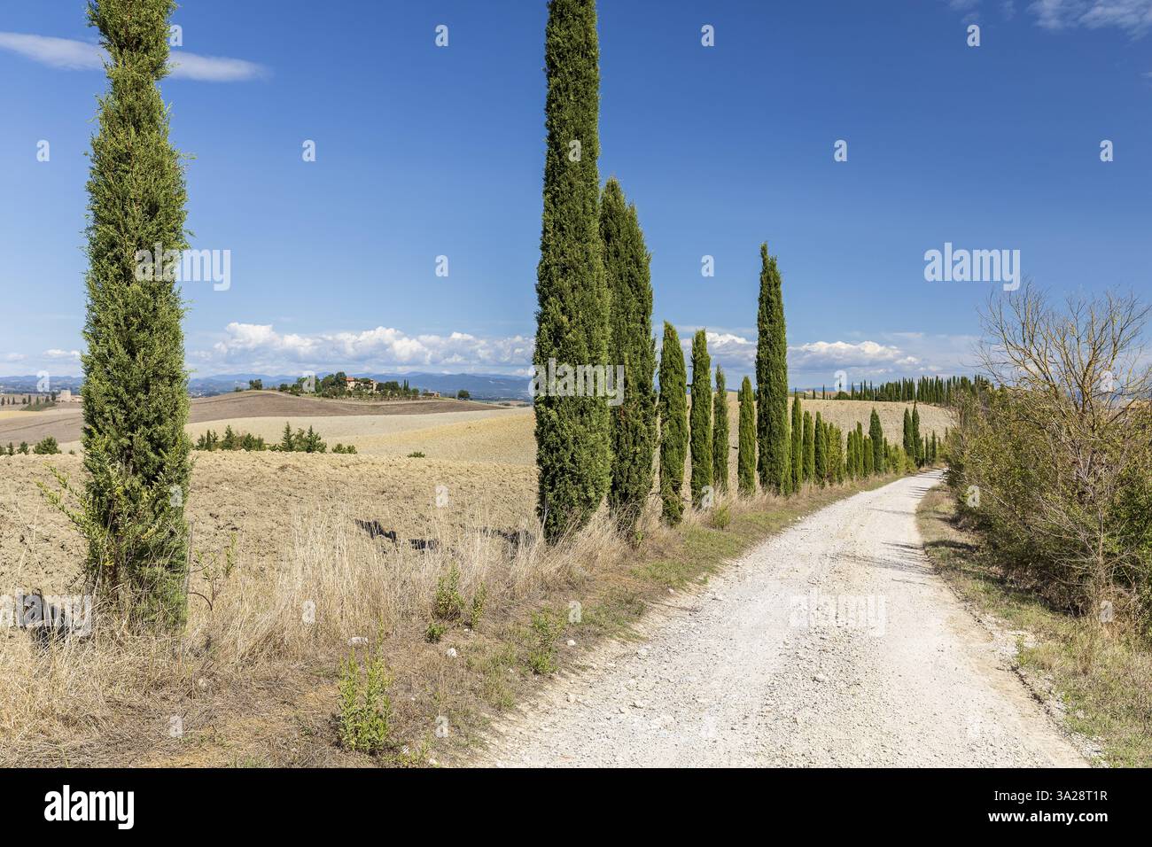 Lange halbe Allee mit Säulenzypressen (Cupressus sempervirens), im Hintergrund ein einzelnes Bauernhaus auf einem Hügel, in der Nähe von Siena, Toskana, Italien, Europa Stockfoto