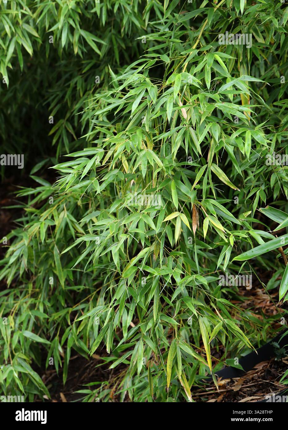 Madake, Giant Timber Bamboo oder Japanese Timber Bamboo, Phyllostachys bambusoides, Poaceae. China, Asien. Stockfoto