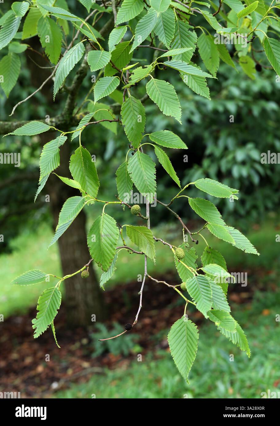 Japanische Grüne Erle, Alnus Firma, Betulaceae. Japan, Asien. Ein kleiner aufrechter oder ausbreitender Baum oder großer Sträucher bis zu 10 m hoch, von anmutiger Angewohnheit. Stockfoto