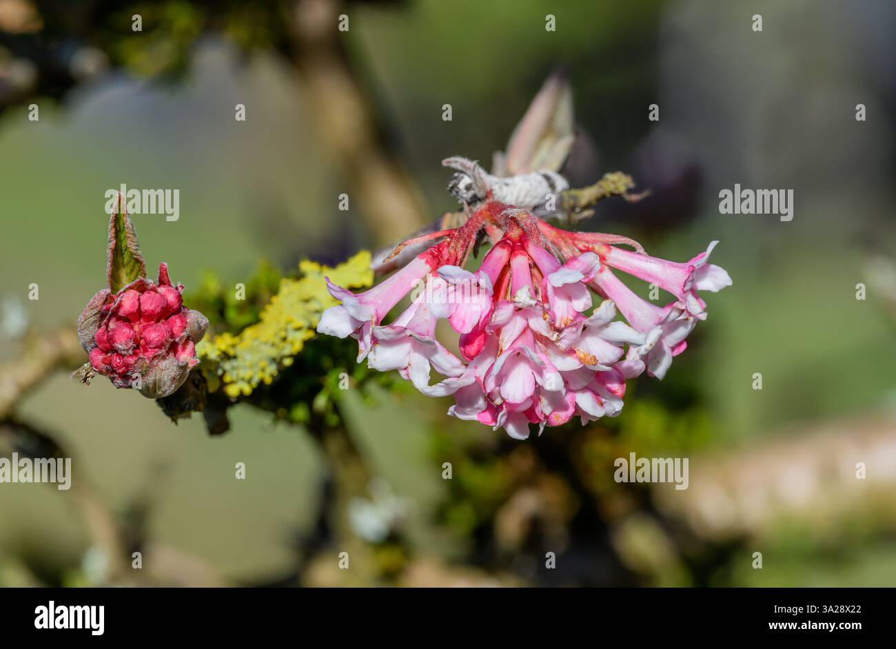 Blühender Winterschneeball Viburnum bodnantense Stockfoto