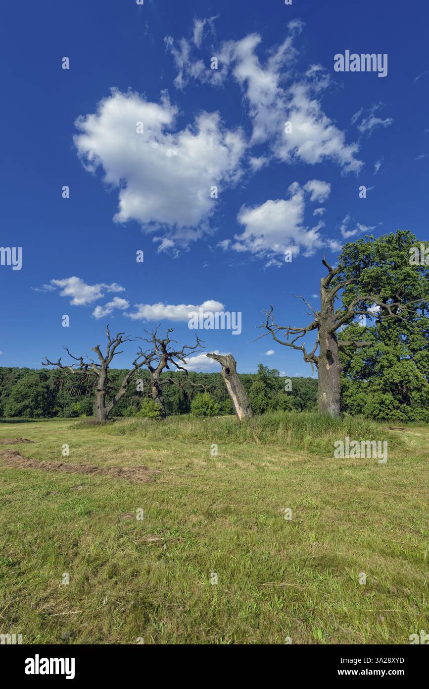 Die alten Eichen Stockfoto