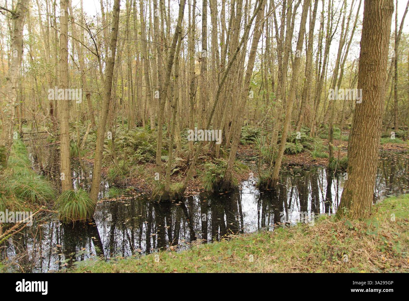 Ein Sumpfwald mit adlers und viel Wasser Stockfoto
