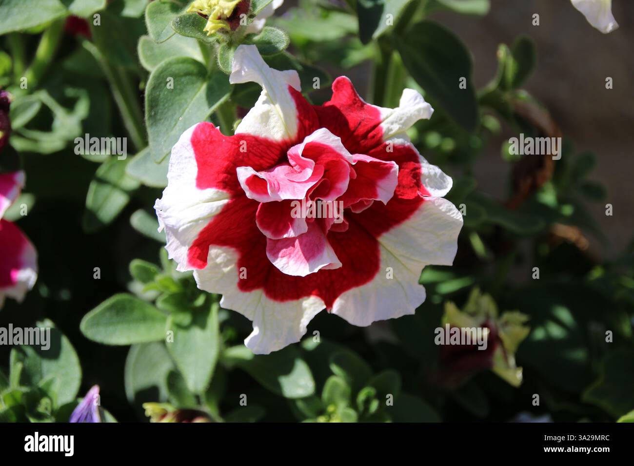 Schöne weiße und dunkelrosa Blume Stockfoto
