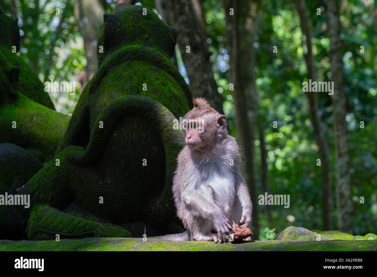 Ein Langschwanzmakake ist im Monkey Forest in Ubud, Bali, Indonesien zu sehen. Stockfoto