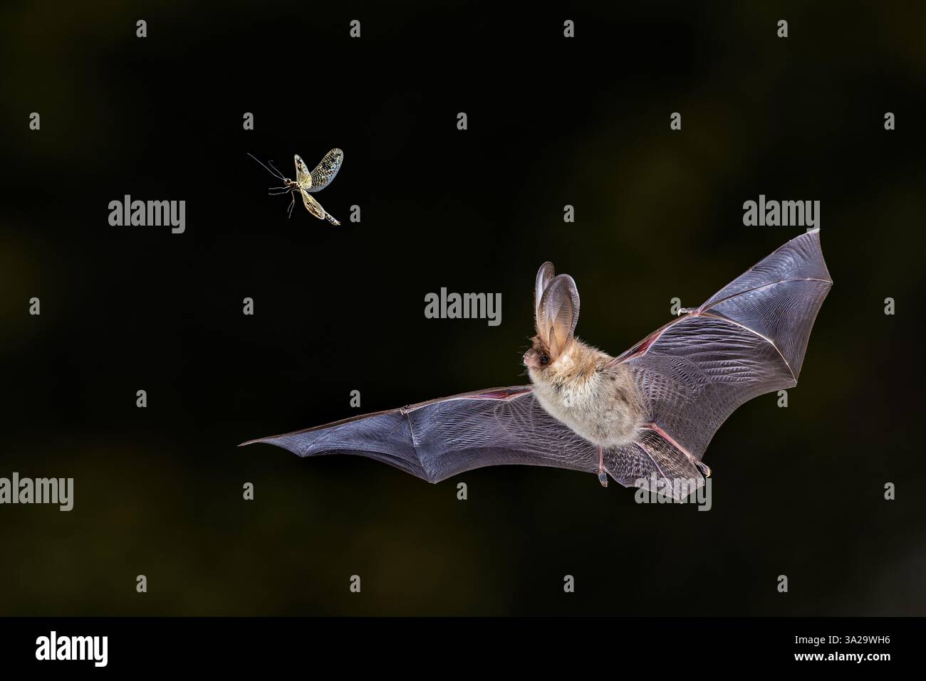 Braune Langohr-Fledermaus (Plecotus auritus), die in der Waldumgebung in der Luft Motten fangen. Wildnis-Szene der Natur in Europa. Stockfoto