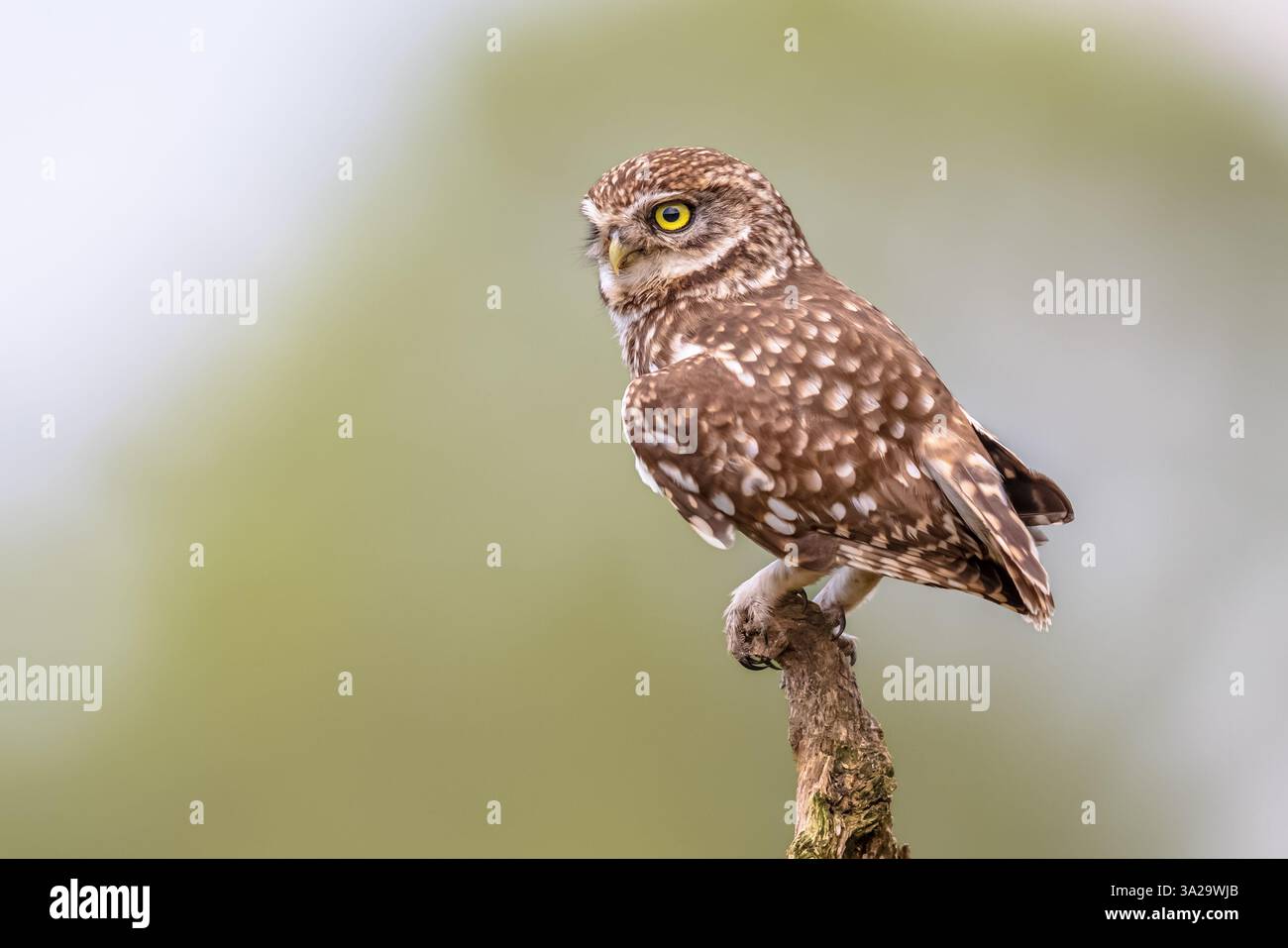 Steinkauz (Athene noctua) nachtaktiven Vogel auf log mit hellen Hintergrund thront und Kamera Stockfoto
