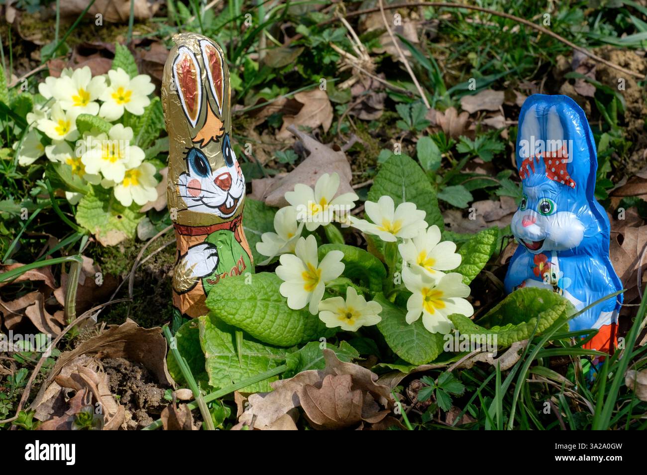 Folienverpackte Schokoladenfiguren osterhasen Kaninchen neben blühenden Kerzen im Garten Stockfoto