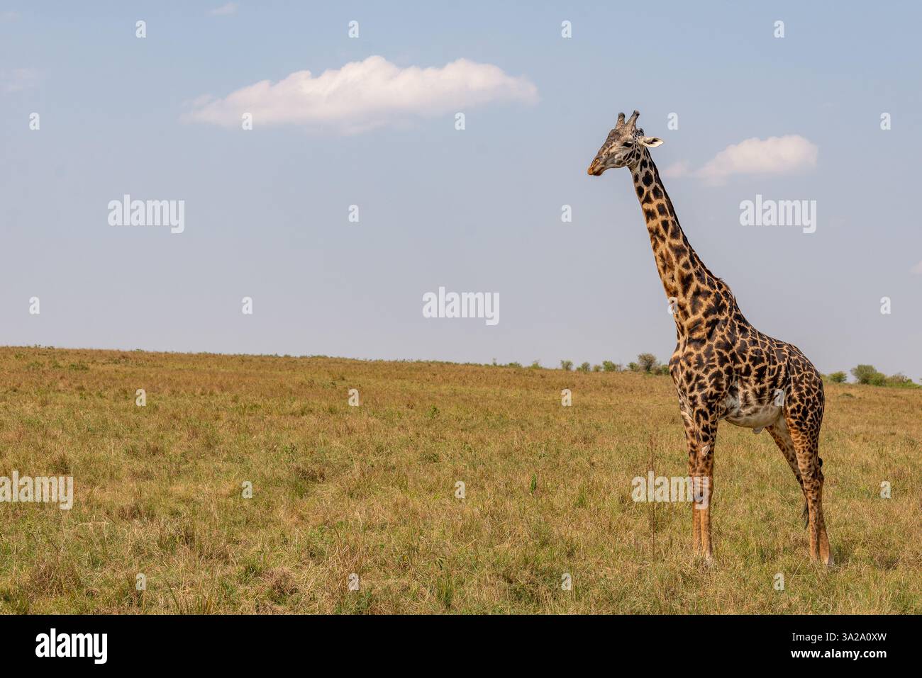 Rothschilds Giraffe im Maasai Mara National Park, Kenia Stockfoto