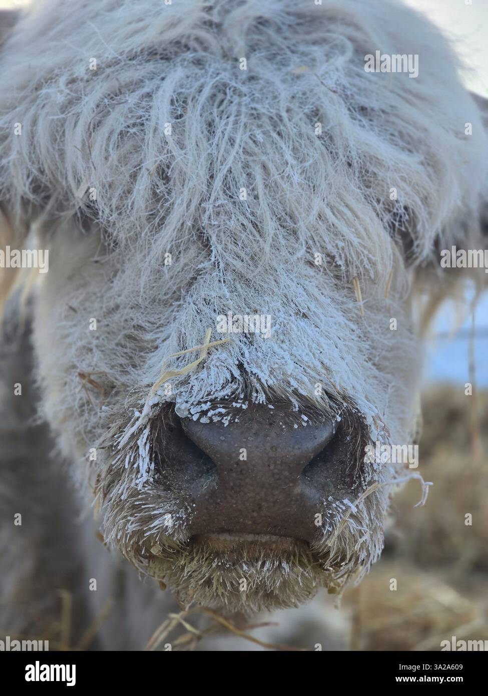 Ranch-Leben Stockfoto