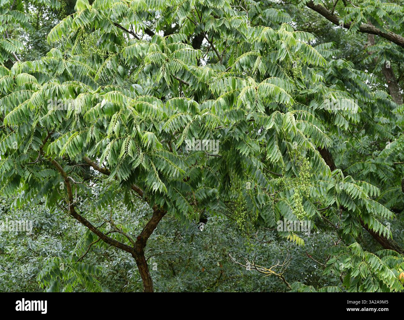 Chinesische Zeder, chinesisches Mahagoni, Chinesischer Toon, Rindfleisch und Zwiebelpflanze oder Roter Toon, Toona sinensis, Meliaceae. China, Asien. Baumstruktur. Stockfoto