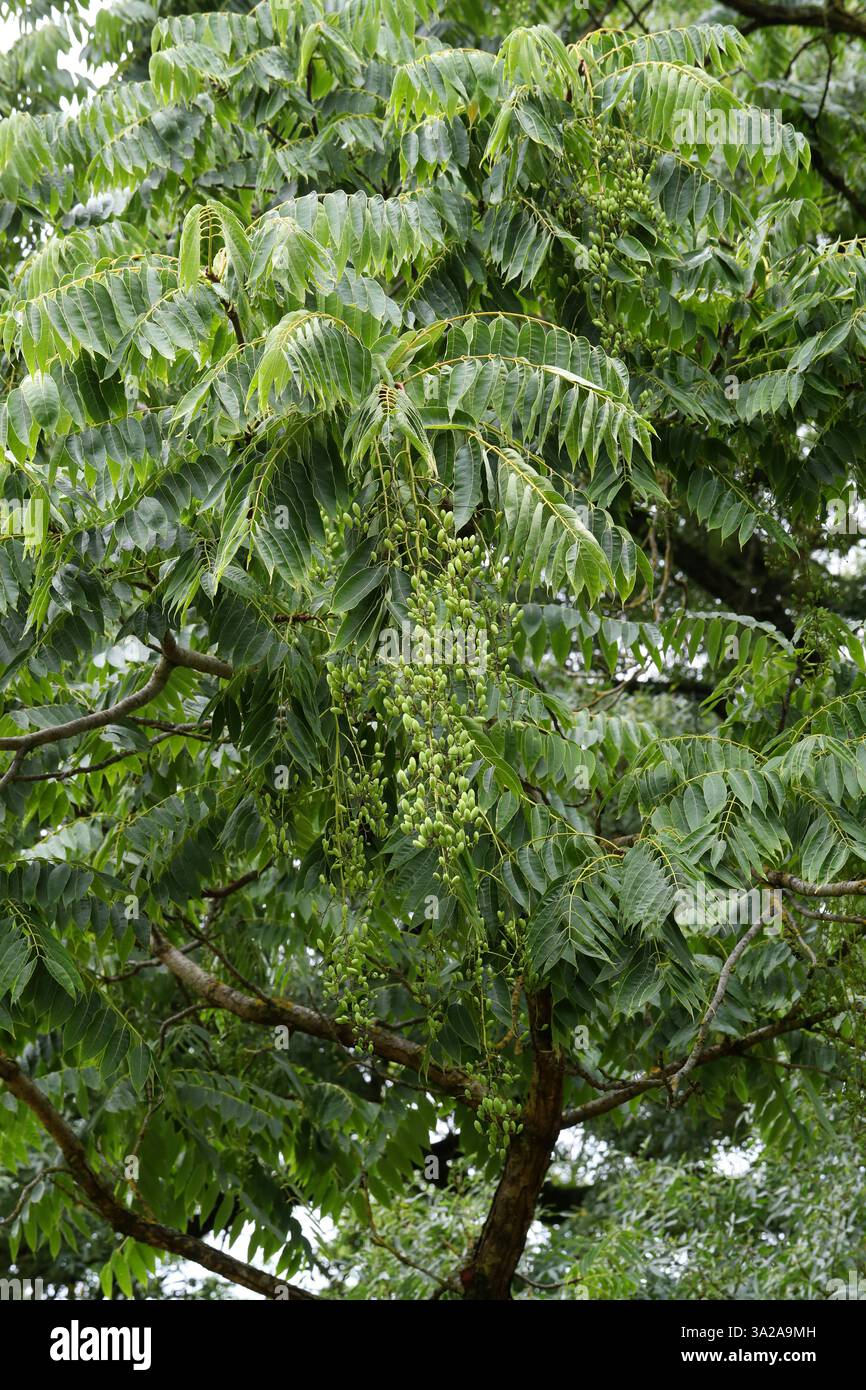 Chinesische Zeder, chinesisches Mahagoni, Chinesischer Toon, Rindfleisch und Zwiebelpflanze oder Roter Toon, Toona sinensis, Meliaceae. China, Asien. Baumstruktur. Stockfoto