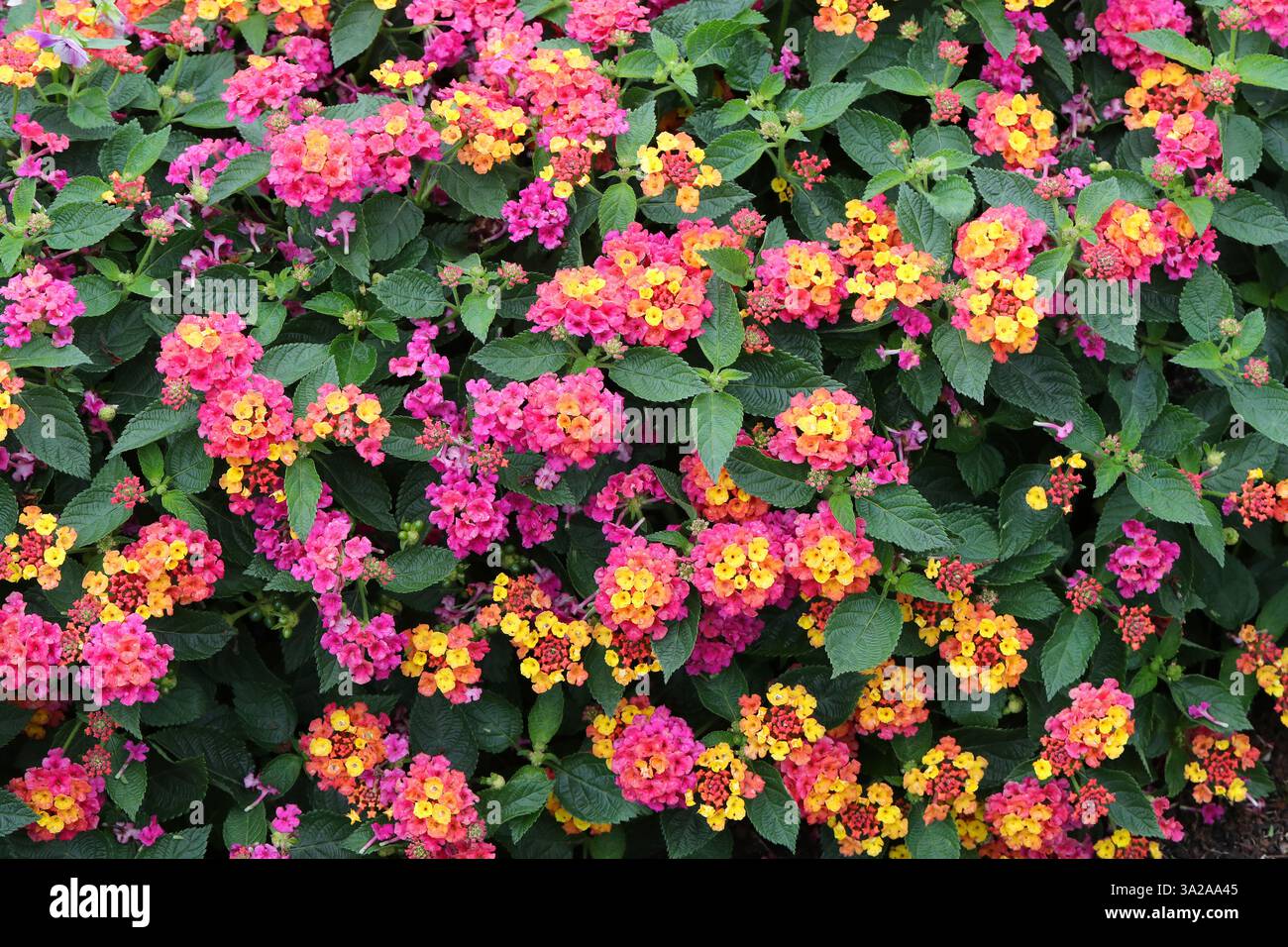 Strauchverbene oder gemeine Lantana, Lantana camara „Orange“, Verbenaceae. Hybrid-Beetpflanze ursprünglich in den tropischen Regionen Amerikas beheimatet. Stockfoto