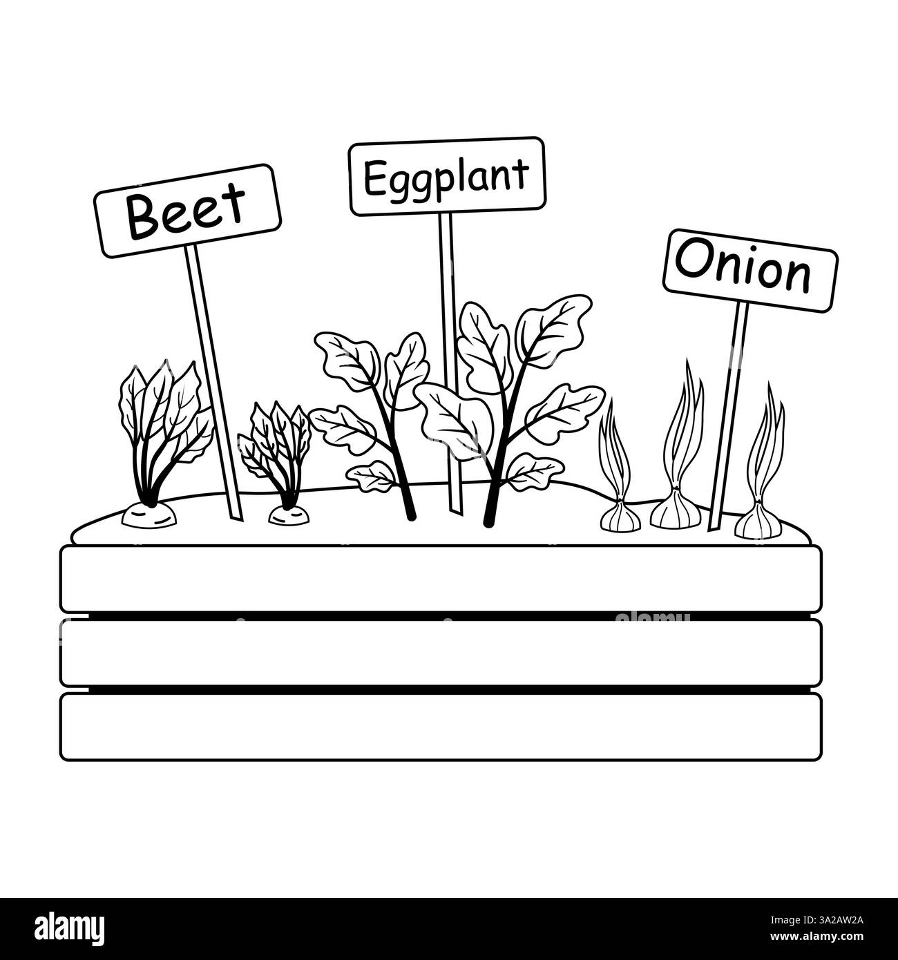 Gemüsegarten mit Rüben-, Auberginen- und Zwiebelanbau in einem Hochbeet Stock Vektor