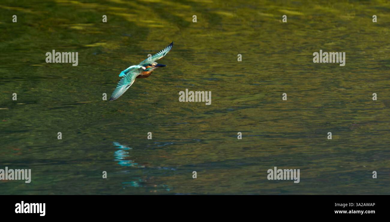 Ein Eisvogel im Flug - un martin pecheur en vol Stockfoto