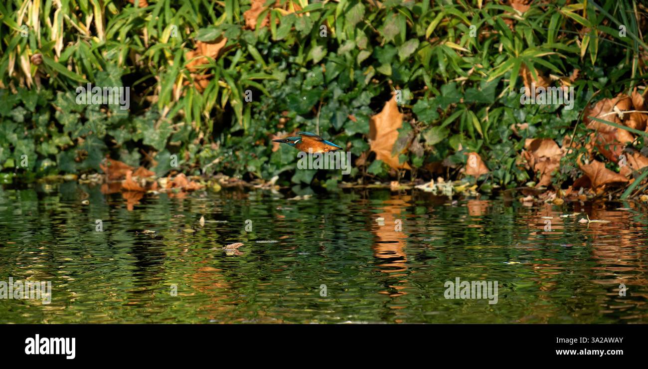 Ein Eisvogel im Flug - un martin pecheur en vol Stockfoto