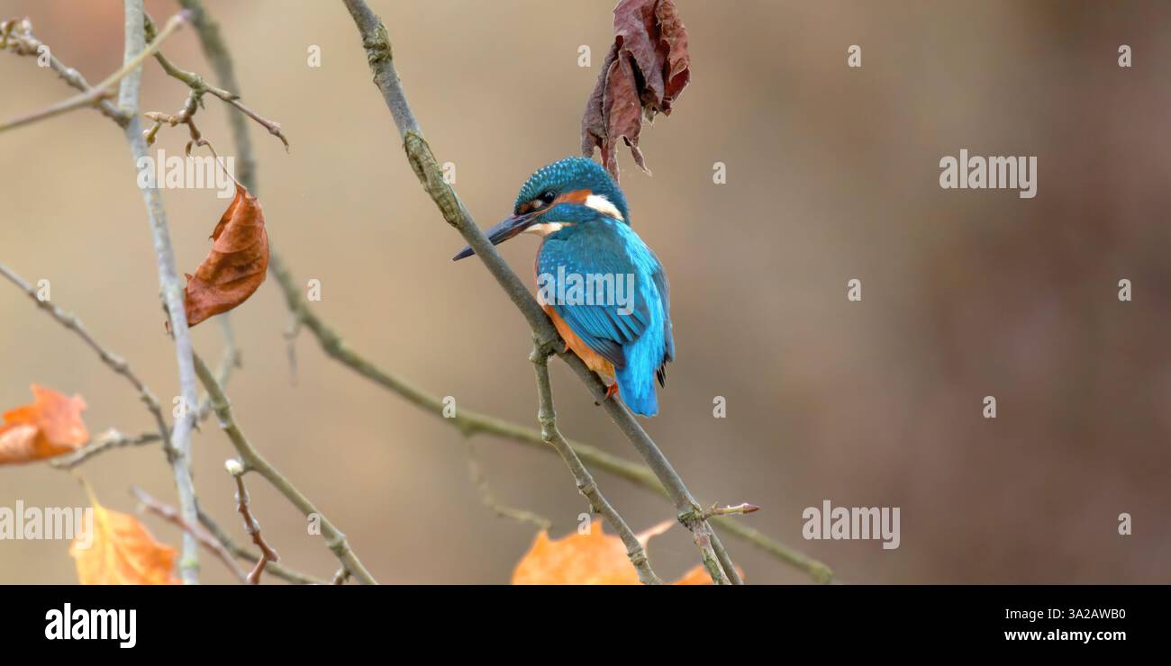 Ein Eisvogel auf einer Filiale - un martin pecheur sur une Branche Stockfoto