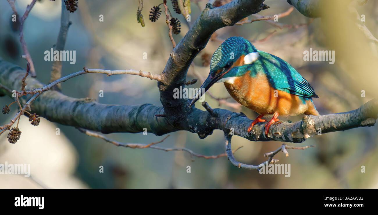 Ein Eisvogel auf einer Filiale - un martin pecheur sur une Branche Stockfoto