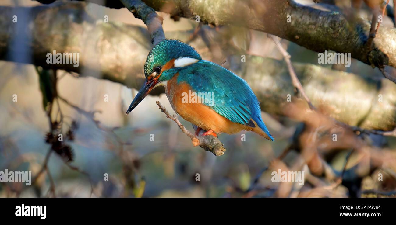 Ein Eisvogel auf einer Filiale - un martin pecheur sur une Branche Stockfoto