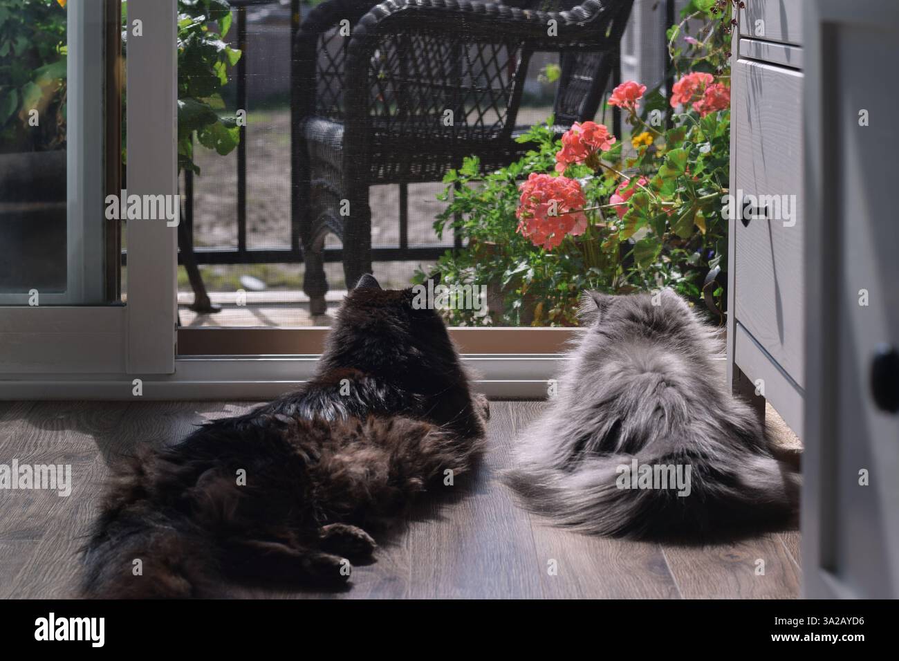 Zwei Katzen liegen auf einem Boden vor der offenen Balkontür und genießen im Sommer Sonnenschein Stockfoto
