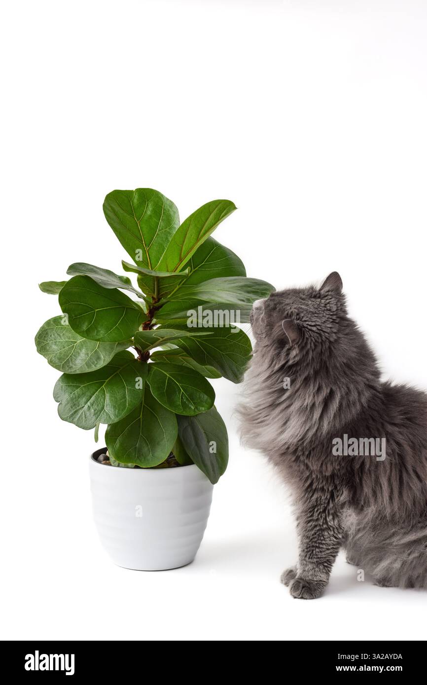 Graue flauschige Katze riecht grün Fiddle Leaf Feige Zimmerpflanze isoliert auf weißem Hintergrund Stockfoto