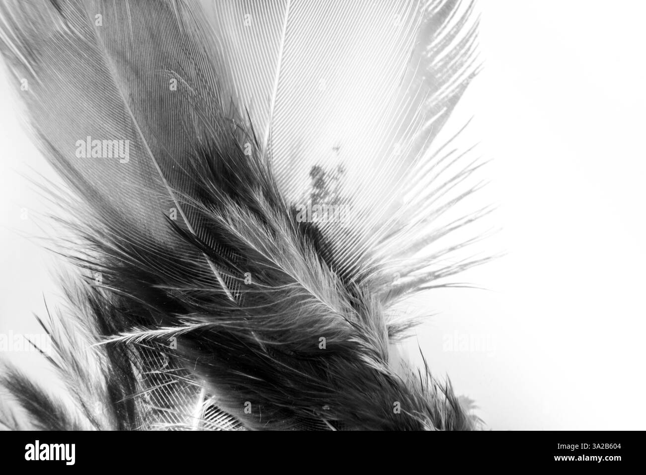 Schwarz-weiße Federn mit auffälligem Kontrast Stockfoto