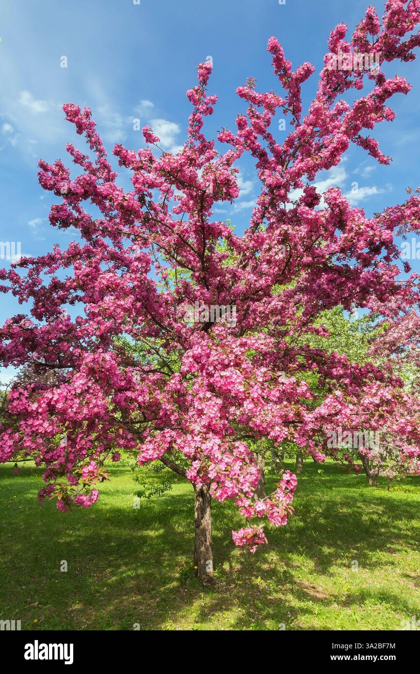 Malus 'Indian Magic' - Krabbenapfelbaum mit wunderschönen leuchtenden rosa Blütenblüten im Frühling, Montreal Botanical Garden, Quebec, Kanada. Stockfoto