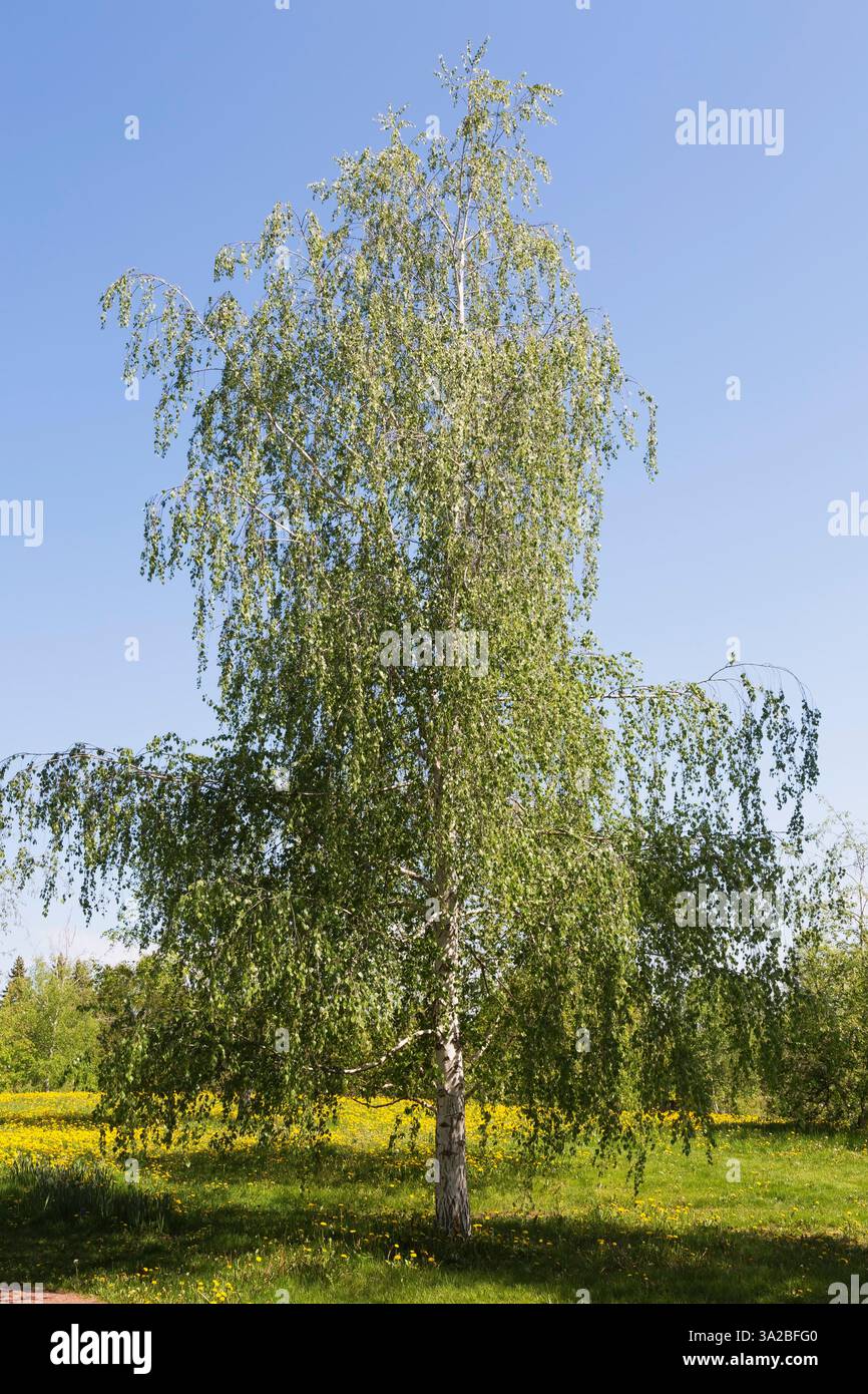 Betula pendula – Europäische Weißbirke im Frühjahr, Montreal Botanical Garden, Quebec, Kanada. Stockfoto
