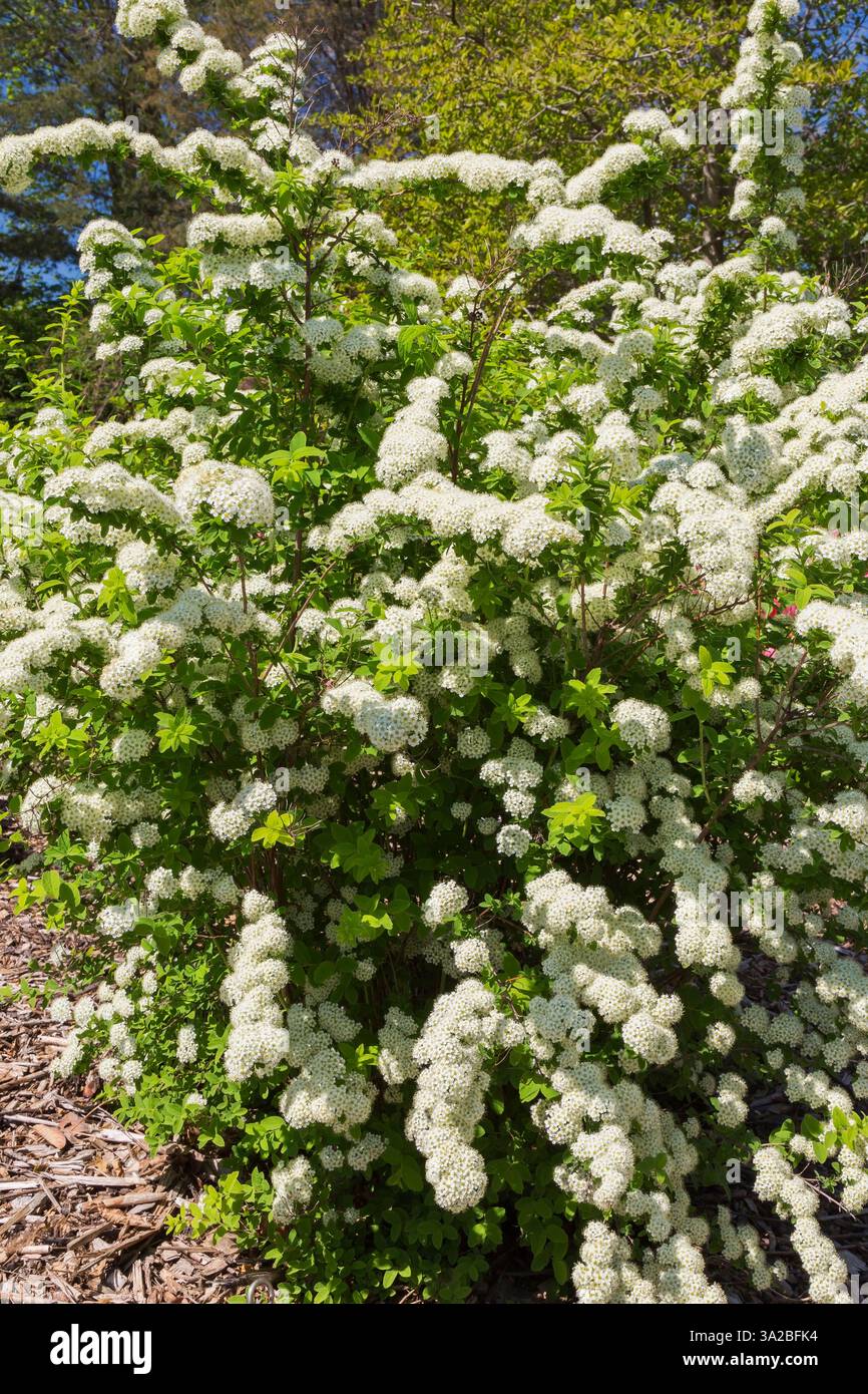 Rubus Tricolor - Sträucher mit weißen Blüten im Frühjahr, Quebec, Kanada Stockfoto