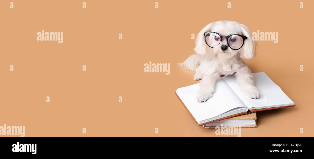 Niedlicher maltesischer Hund in Brille und mit Büchern auf beigefarbenem Hintergrund mit Platz für Text Stockfoto