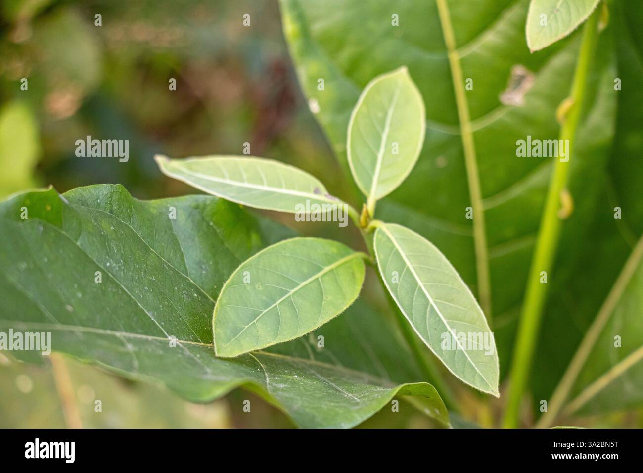 Ashwagandha Withania somnifera ist ein Heilkraut aus der Familie der Solanaceae, das im Ayurveda verwendet wird. Diese Blätter sind für ihre medizinischen Eigenschaften bekannt Stockfoto