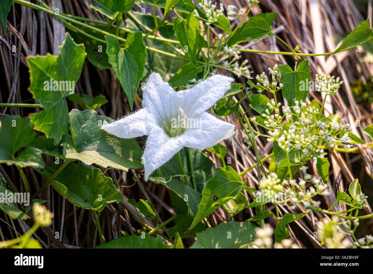 Ivy Gourd, Scarlet Gourd, Tindora, Kundru, Little Gourd. Ivy Kürbis ist eine ausdauernde Rebe mit weißen, sternförmigen Blüten und Gurkenfrucht Stockfoto