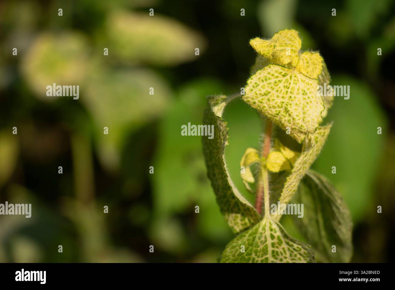 Tropisches Weißgras. Blüten klein, flauschig, weiß bis blassviolett, in Clustern. Hinterlässt Oval bis lanzenförmig, behaart. Früchte winzig, schwarze Achenen Stockfoto