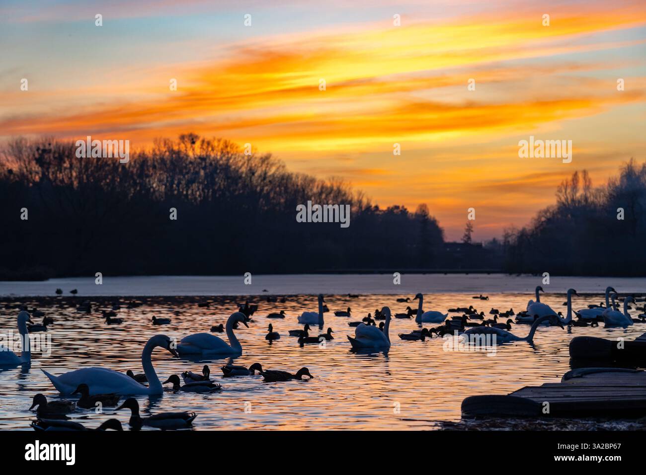 Schwäne und Enten schwimmen anmutig in einem ruhigen See während Sonnenuntergang. Der Himmel ist lebendig mit Orange- und Violetttönen, wenn der Tag zu Ende geht, kreativ Stockfoto