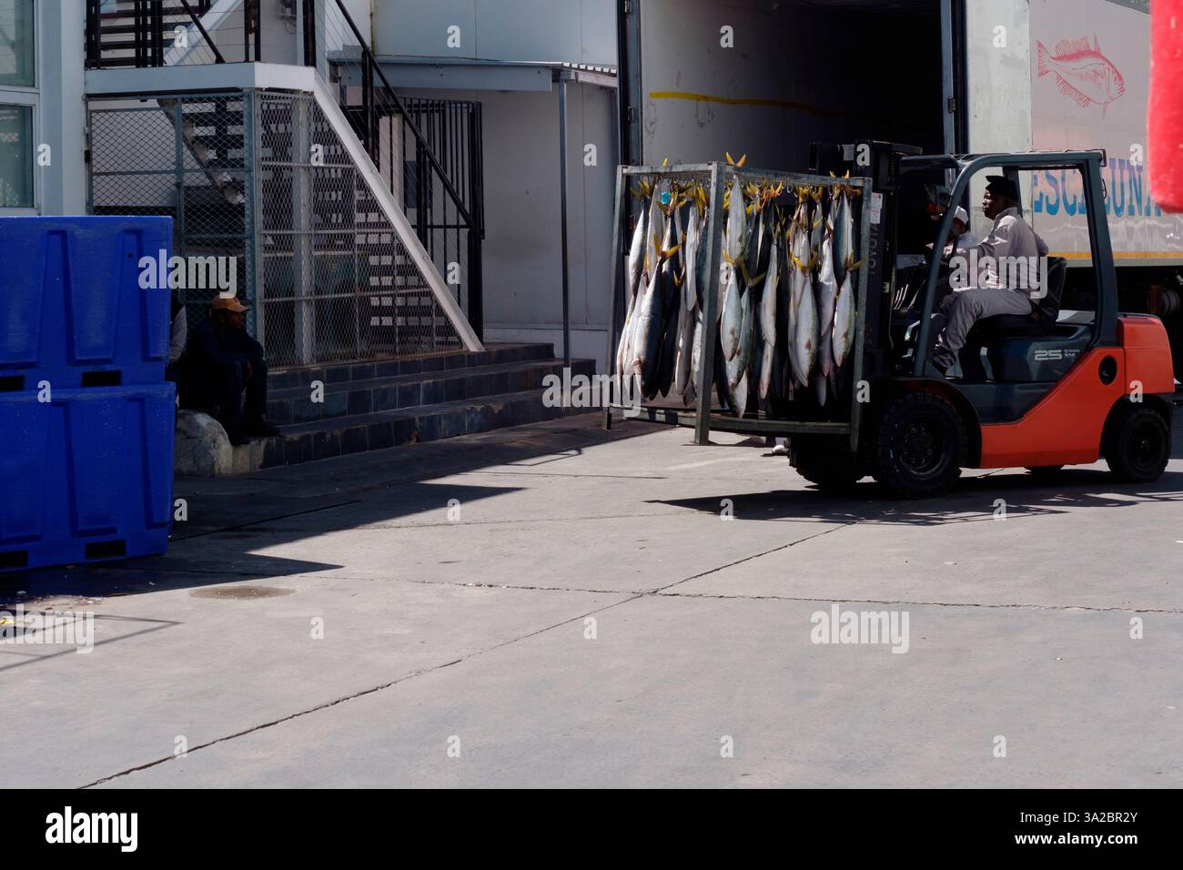 Frische Riesenfische oder Gelbschwanzfische, die mit einem Fahrer in einem Gabelstapler auf einen Lkw im Hafen von Houtbay in Kapstadt, Südafrika, geladen werden. Stockfoto