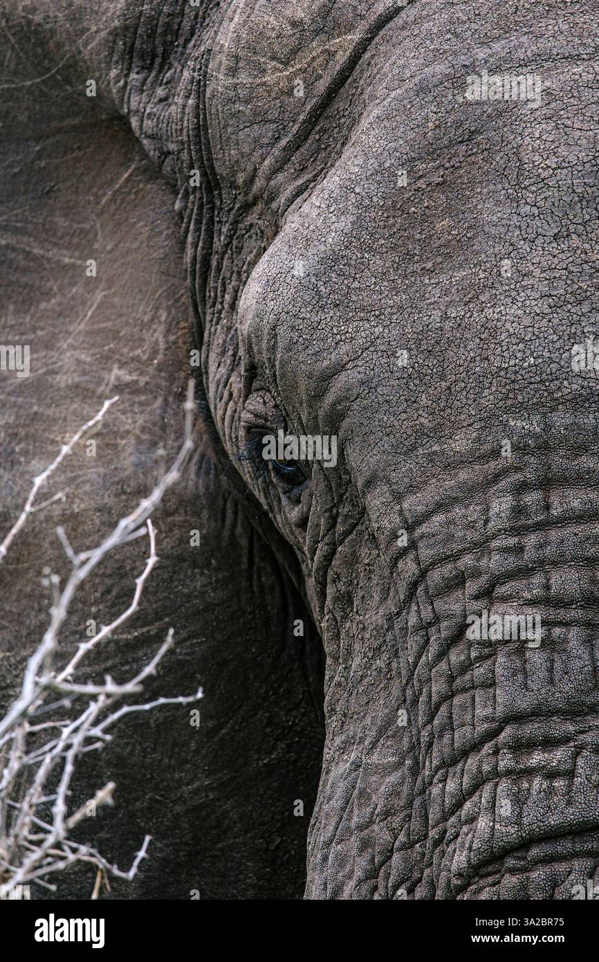 Augen- und graue Hautdetails afrikanischer Elefanten-Nahaufnahme. Tiere Wildtiere vertikaler Hintergrund. Tapete der wilden Natur. Kruger-Nationalpark, Südafrika Stockfoto
