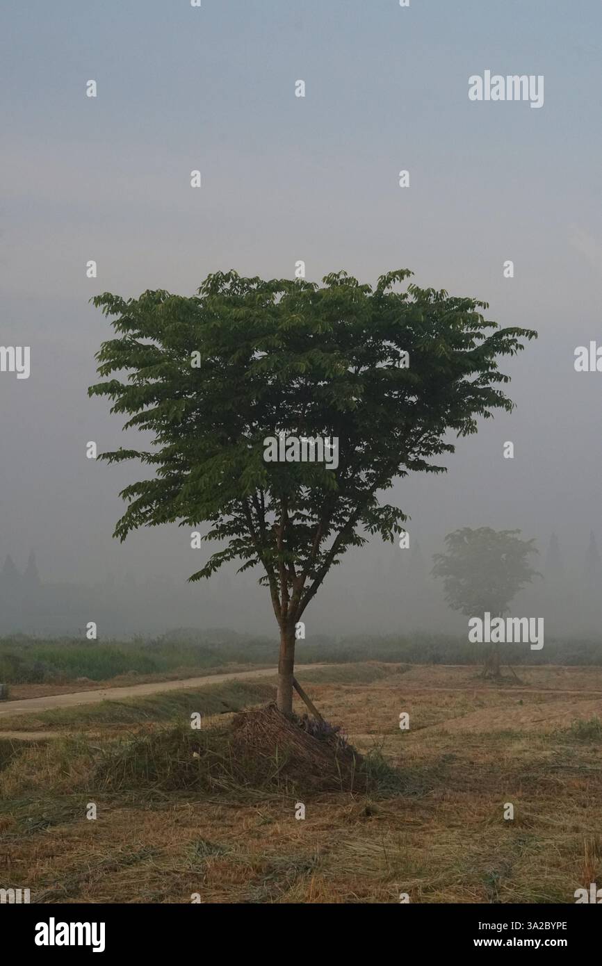 Ein dreieckiger Baum und ein runder Baum im Nebel, Korea Stockfoto