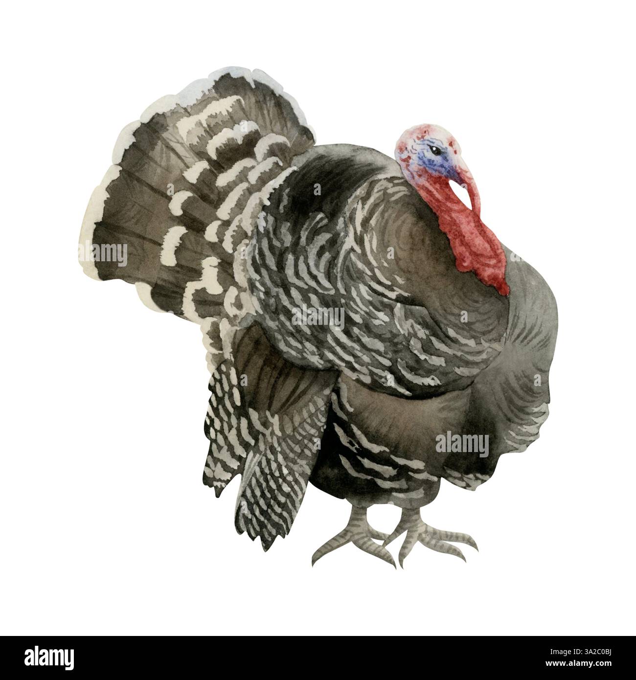 Schwarz-braune pute Aquarellabbildung isoliert auf weißem Hintergrund. Realistischer Bauernvogel für Thanksgiving- und Herbstmotive. Nordamerikanische Farm Stockfoto