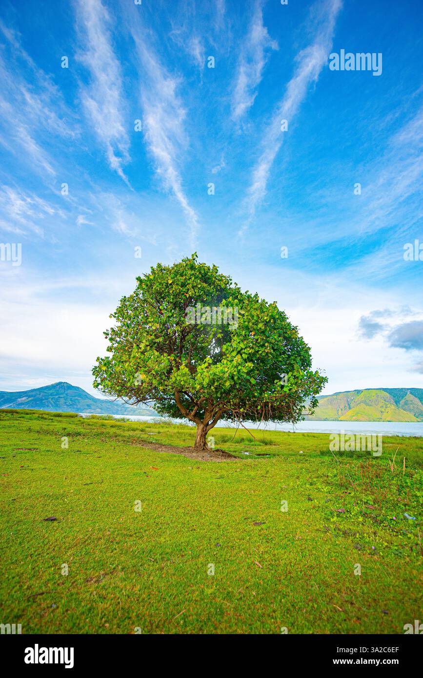 Ein einsamer Wächter: Ein majestätischer Baum am Rande der ruhigen Gewässer Stockfoto