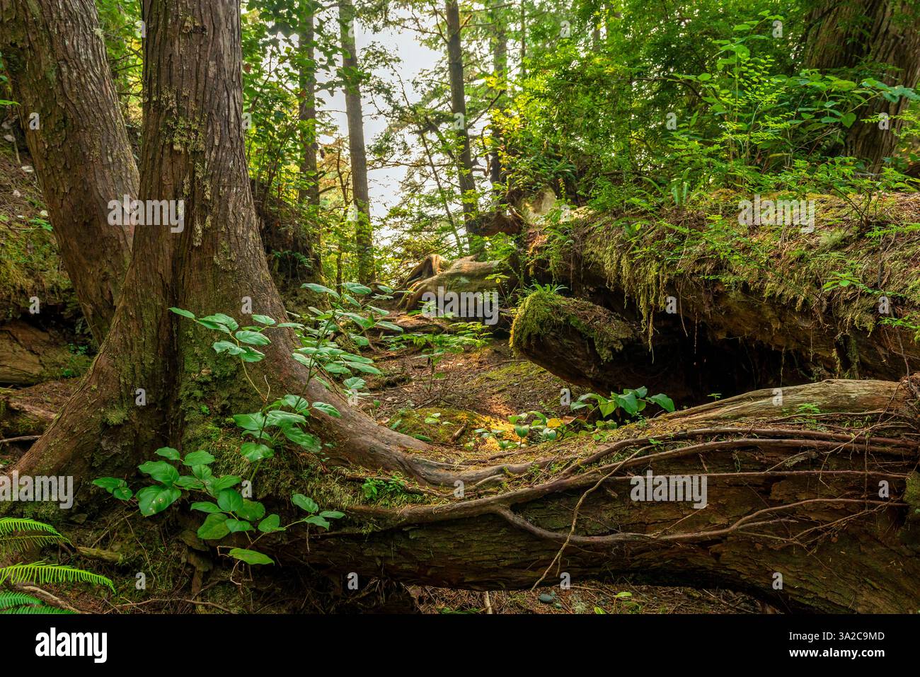 Wanderwegslandschaft mit Bäumen und Pflanzen des antiken Waldes, Pacific Rim National Park, Tofino, Vancouver Island, Kanada. Stockfoto