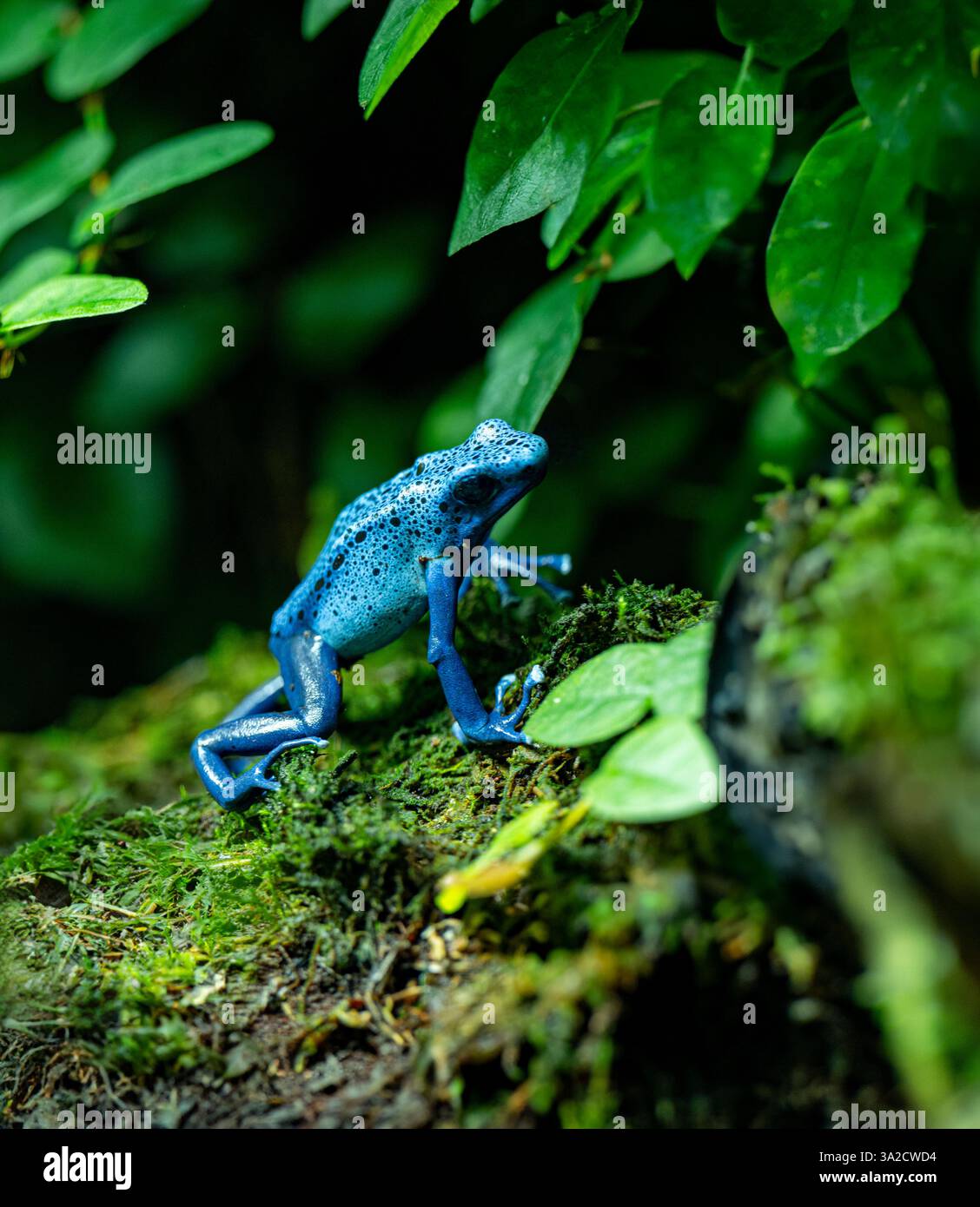 Blaugiftfrosch (Dendrobates tinctorius) lebt im Nordosten-Südamerikas Stockfoto