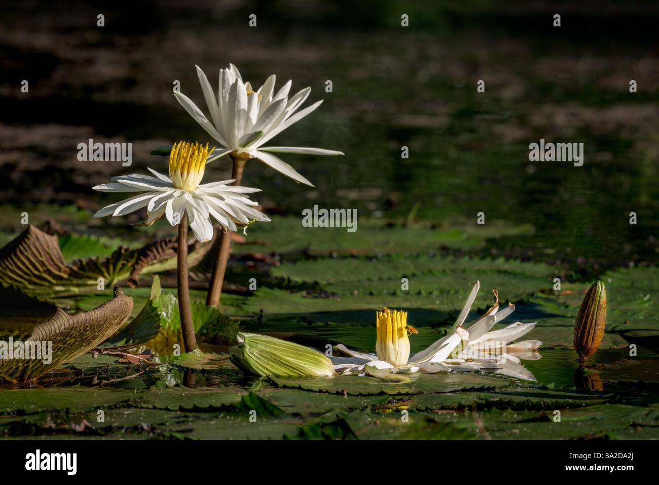 Drei einheimische Seerosen blühen an einem Süßwasserteich, der von BE an Centenary Lakes, einer Touristenattraktion, in Cairns, Australien gedüngt wird. Stockfoto