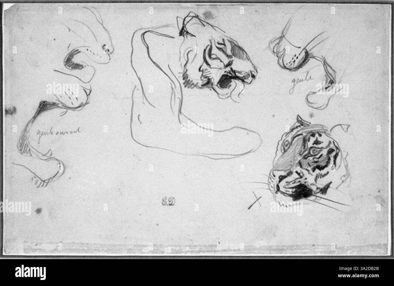 Diese Skizze von Eugène Delacroix zeigt Tigerköpfe, die sein Interesse an der Erfassung von Tierform und -Ausdruck demonstrieren. Die Zeichnung ist Teil seiner Erforschung dynamischer Kompositionen und dramatischer Details. Delacroix überbrückt oft die Kluft zwischen Romantik und Naturalistik und hebt einen intensiven emotionalen Ausdruck hervor. Stockfoto