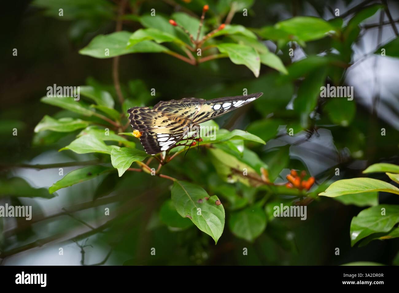 Ein wunderschöner großer Clipper (Parthenos sylvia) Schmetterling, der sich von Nektar von den Feuerbusblüten im Garten ernährt. Sie sind meist im Wald zu finden Stockfoto