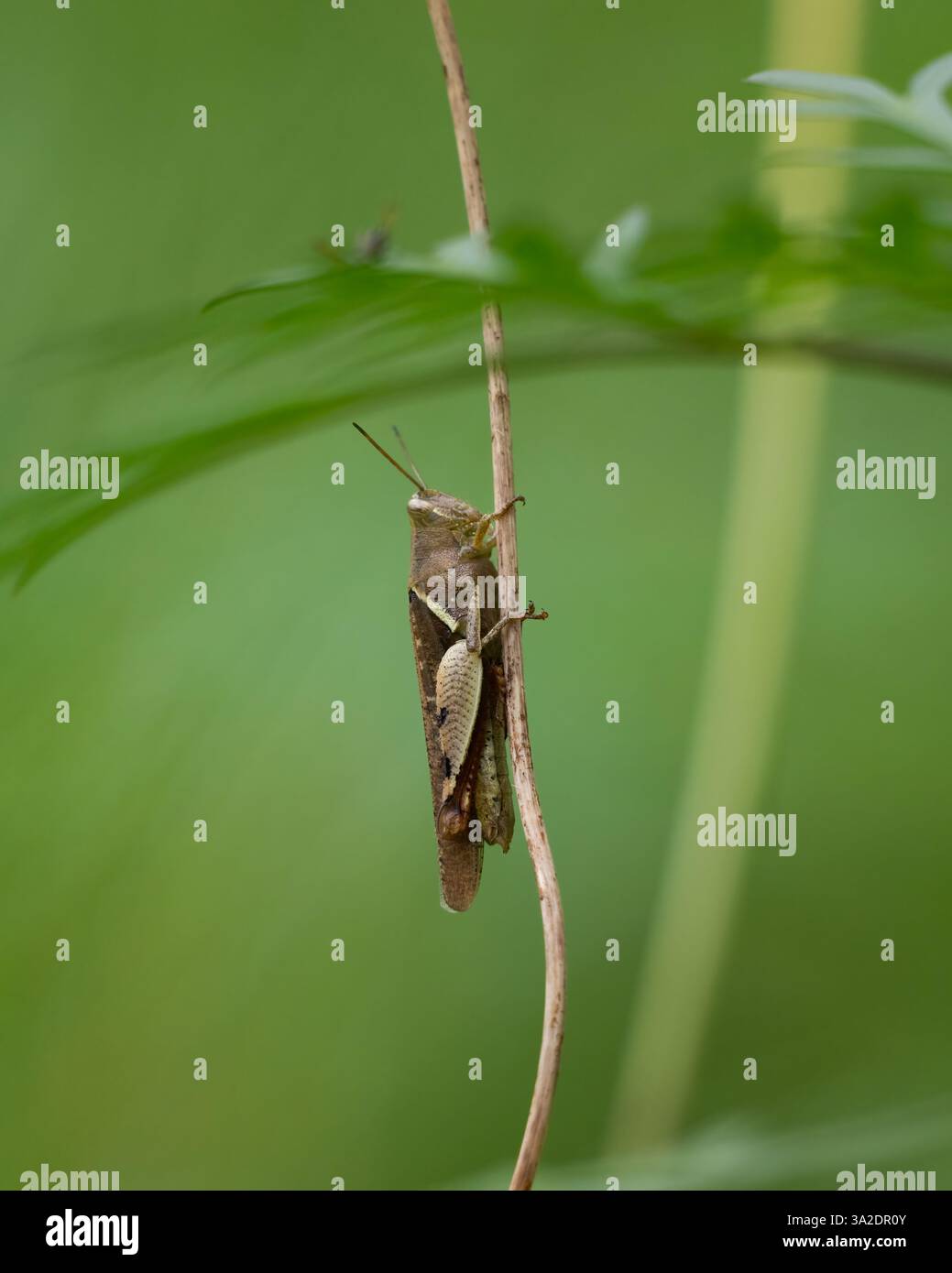 Die Nahaufnahme schoss eine braune Kurzhörner-Heuschrecke aus der Familie der Acrididae, die auf einer Pflanze im Garten von Mangaluru, Karnataka in Indien, ruhte. Stockfoto