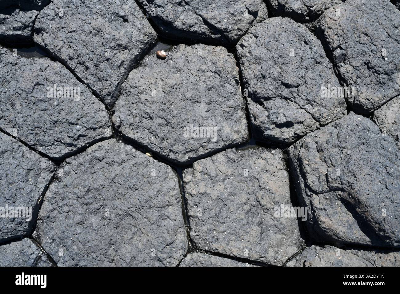 Tessellierte Basaltsäulen prägen die Klippenoberfläche in regelmäßigen, gepflasterten Fünfeckformen in Kitty Miller Bay, Philip Island, Victoria, Australien Stockfoto